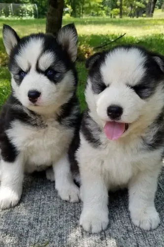 Husky siberiano carinhoso