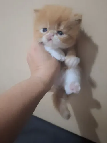 Gatos persa padrão show pronto para vender