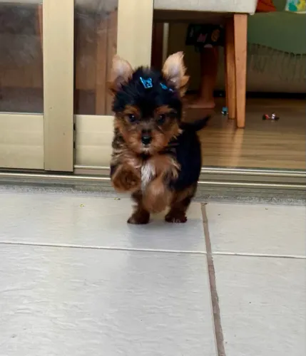 Yorkshire Terrier - macho