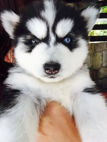 Husky Siberiano Filhote Forte e Saudável