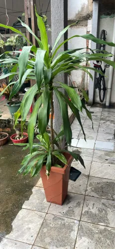 Plantas