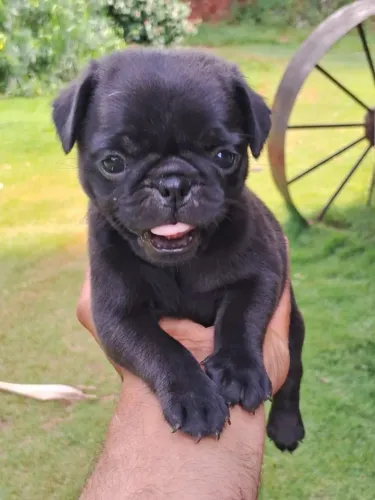 Pug Black- Fêmea black com 83 dias, 3 doses da V10 importada, venha conhecer- Dani