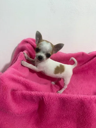 chihuahua 