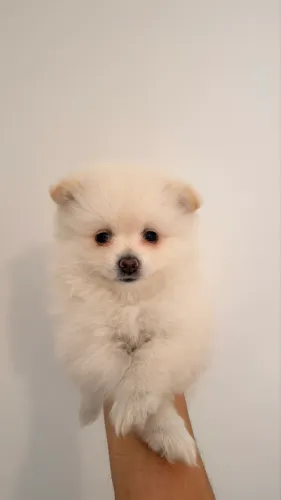 Spitz Alemão (Lulu da Pomerânia