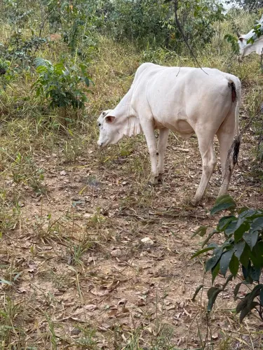 Novilha Nelore