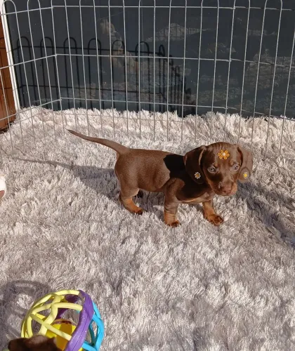 Dachshund miniatura salsichinha cofap