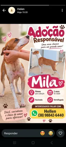Mila disponível pra doação responsável