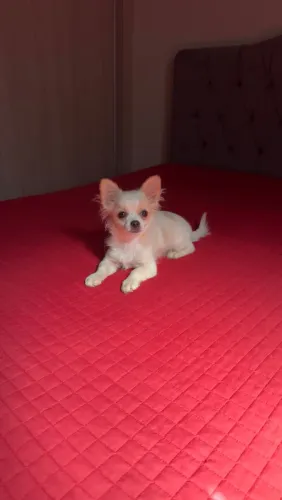 Lindo Chihuahua Pelo Longo