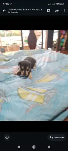 Filhotes de pinscher