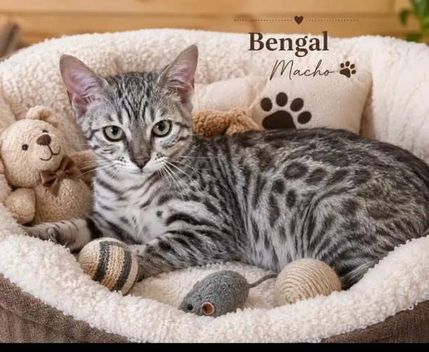 Bengal macho com 3 meses gente olha que lindo esperando um novo lar pra alegra seus dias