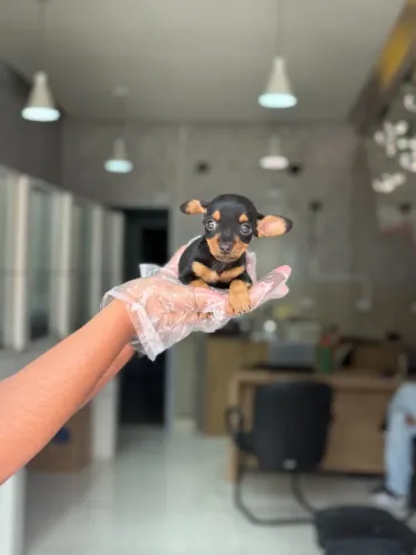 Apaixone-se pelo Pinscher - Prontos para Ir ao Novo Lar disponível em nossa loja