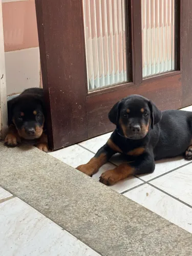 Rotweiller fêmeas vacinas e vermifugadas 