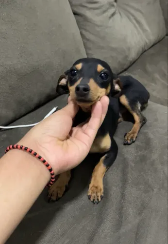 Procura-se namorada pinscher