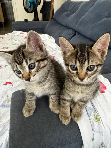 gatos