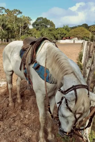 CAVALO DE RAÇA