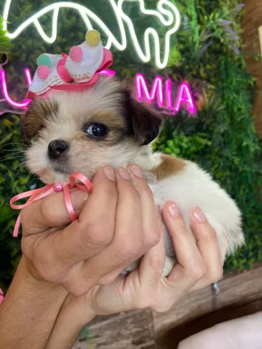 Shih tzu !!! Encante a vida 