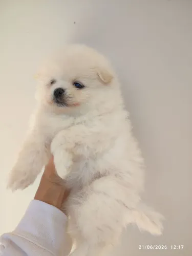 Spitz alemão Lulu da Pomerânia