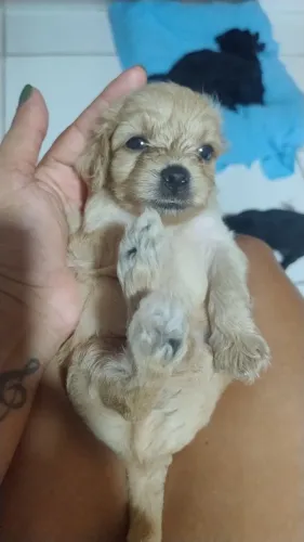 Filhotes de poodle 