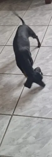 Adoção salsicha