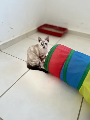 Gatinho filhote adoção 