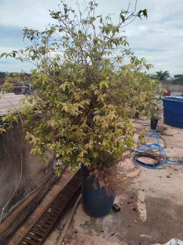 Vende-se plantas frutíferas adultas