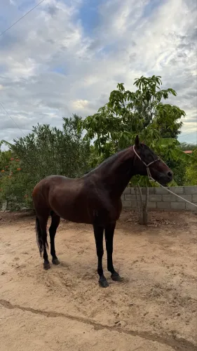 Garanhão Mangalarga