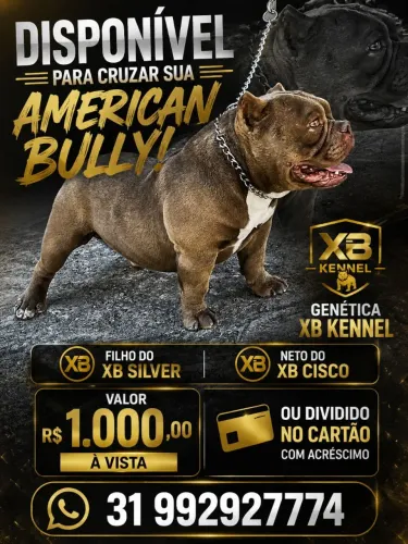Cruza American bully