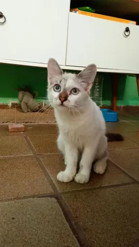 DOAÇÃO RESPONSÁVEL DE GATINHO!