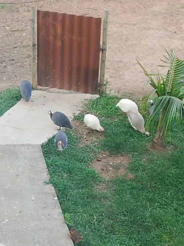 Vendo Angolas