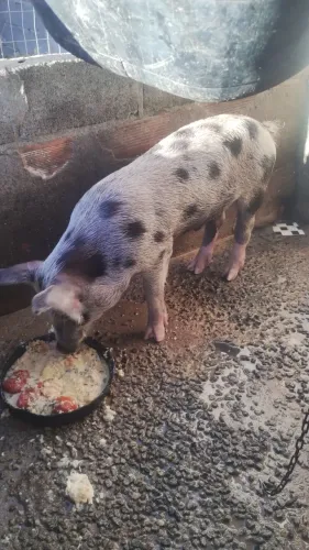 Porco capado