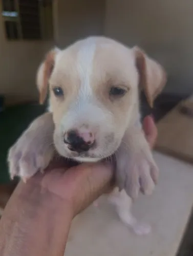 Cachorro filhote macho pra doação