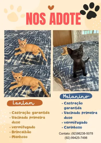 Filhotes para adoção