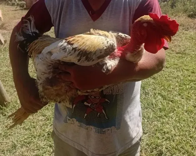 Galo gsb com índio 