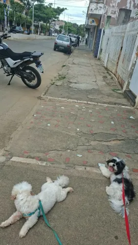 Vendo esses 2 cachorros shitzu