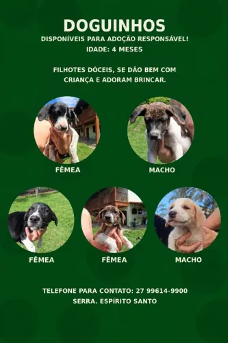 DOGUINHOS PARA ADOÇÃO RESPONSÁVEL