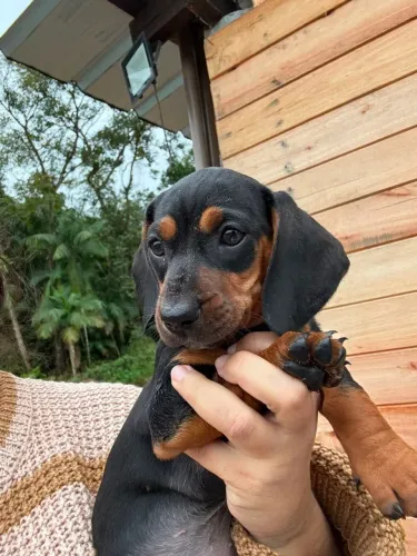 Vendo Fêmea de salsichinha