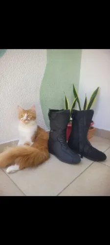 Bota motociclista feminina
