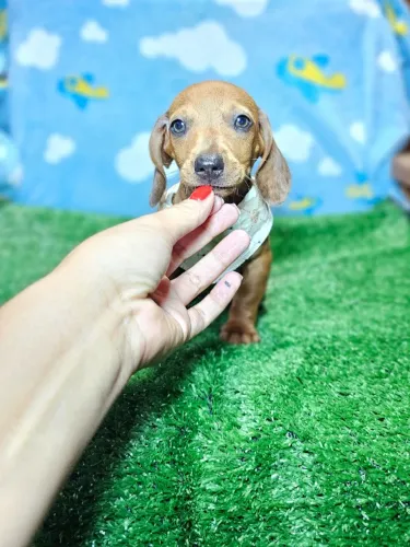 Filhotes Teckel/Dachshund/Salsicha/Salsichinha/Basset/Cofap dóceis e fofos