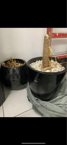 Vaso para planta dois vasos grandes