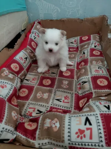 Lulu da pomerania macho
