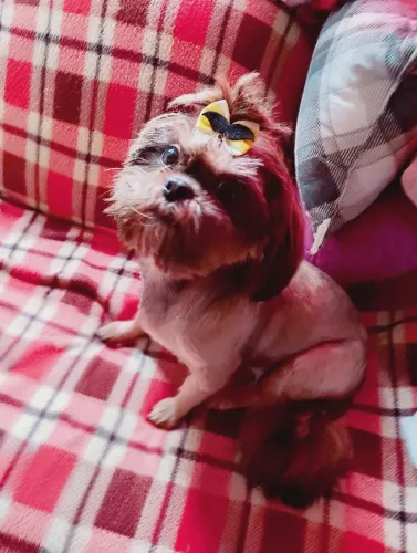Shitzu femea