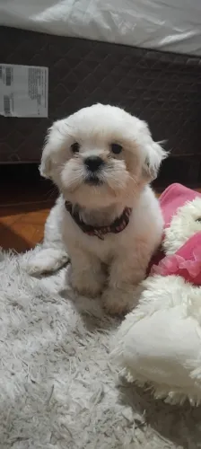 vendo Shitzu