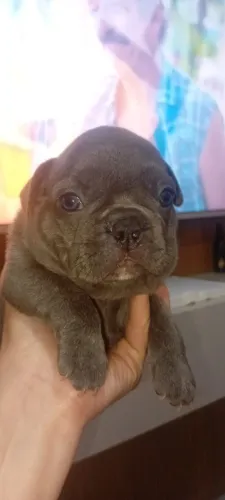 Buldogue francês