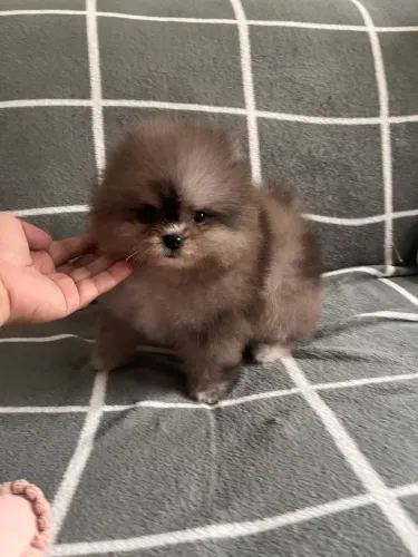 Spitz macho
