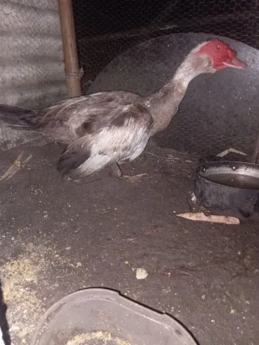 Vendas de patos comuns saudáveis  ótimo reprodutor
