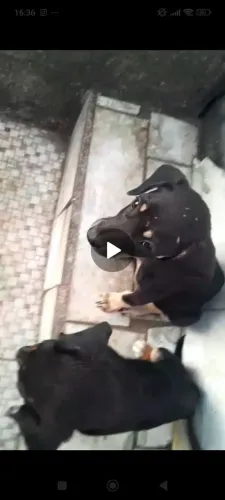 Doação de Cachorros 