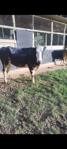 3 Vacas de leite, duas delas prenhas, uma pronta para pegar prenhez.