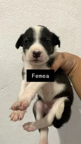 Adoção responsável- leiam a descrição