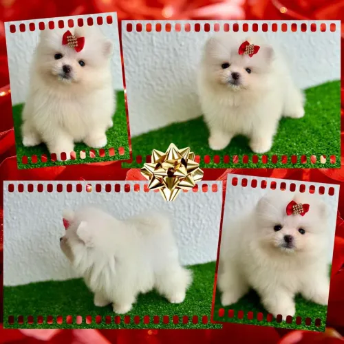 !!! Ursinhos !!! Lulu urso linhagem importada