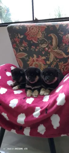 Shiba inu disponível com pedigree 